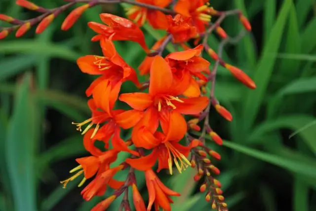 Crocosmia (montbrecia) perennial: planting and care, photo of flowers