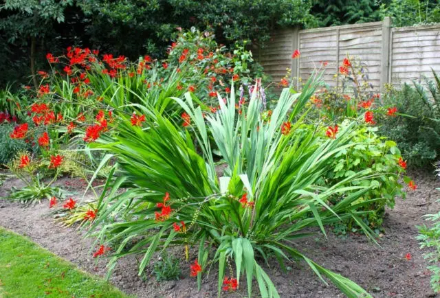 Crocosmia (montbrecia) perennial: planting and care, photo of flowers