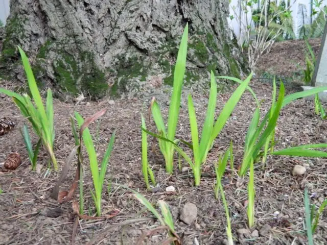 Crocosmia (montbrecia) perennial: planting and care, photo of flowers