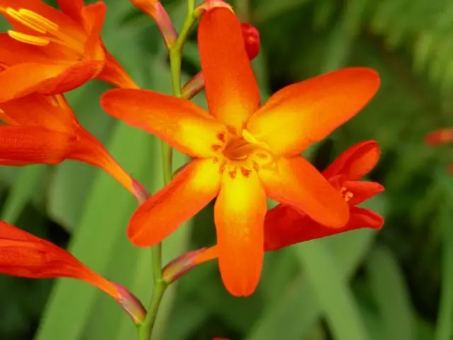 Crocosmia (montbrecia) perennial: planting and care, photo of flowers