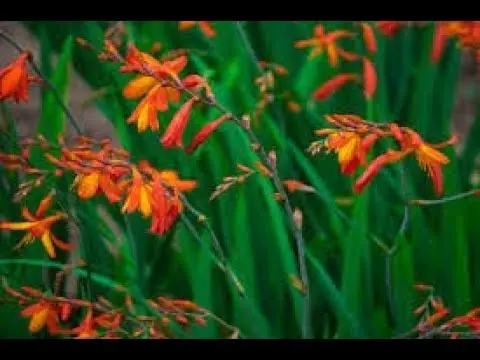 Crocosmia (montbrecia) perennial: planting and care, photo of flowers