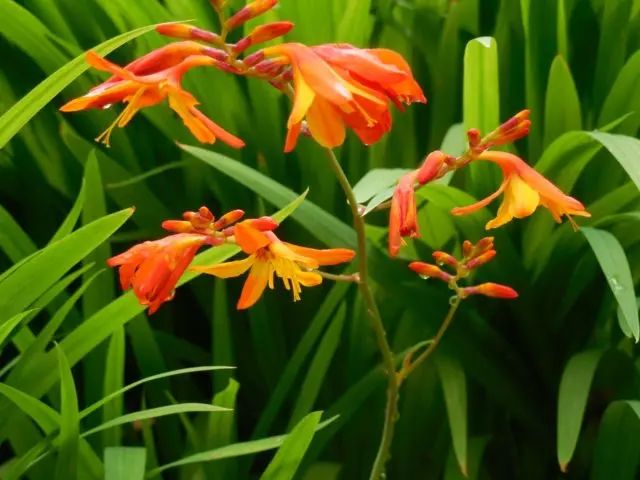 Crocosmia (montbrecia) perennial: planting and care, photo of flowers