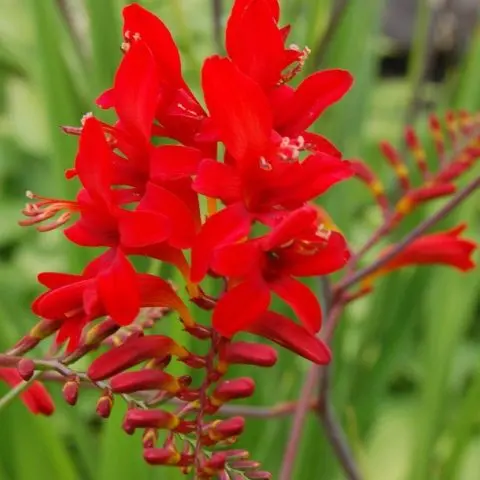 Crocosmia (montbrecia) perennial: planting and care, photo of flowers