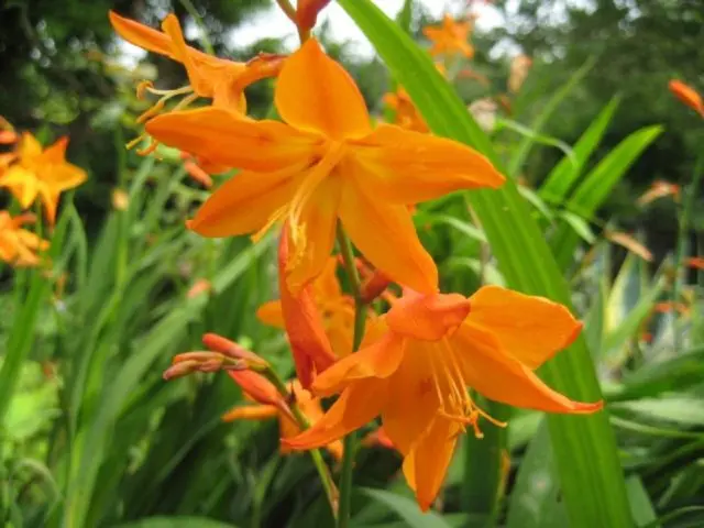 Crocosmia (montbrecia) perennial: planting and care, photo of flowers