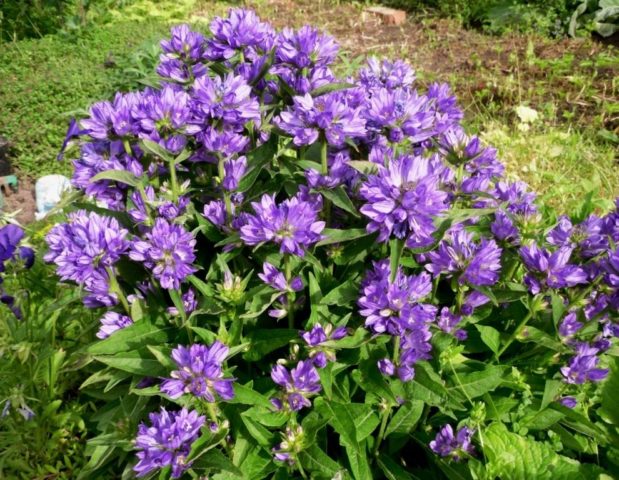 Crowded bell (prefabricated): photo, planting and care, application