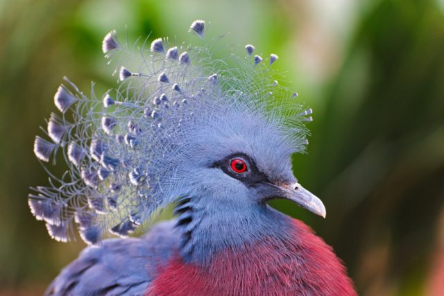 Crowned pigeon