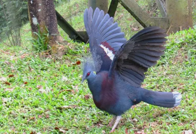 Crowned pigeon