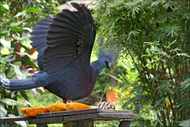 Crowned pigeon