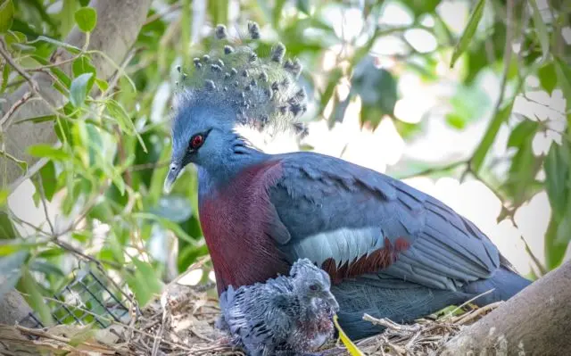 Crowned pigeon