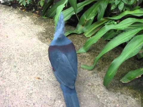 Crowned pigeon