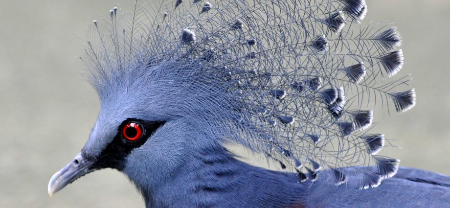 Crowned pigeon