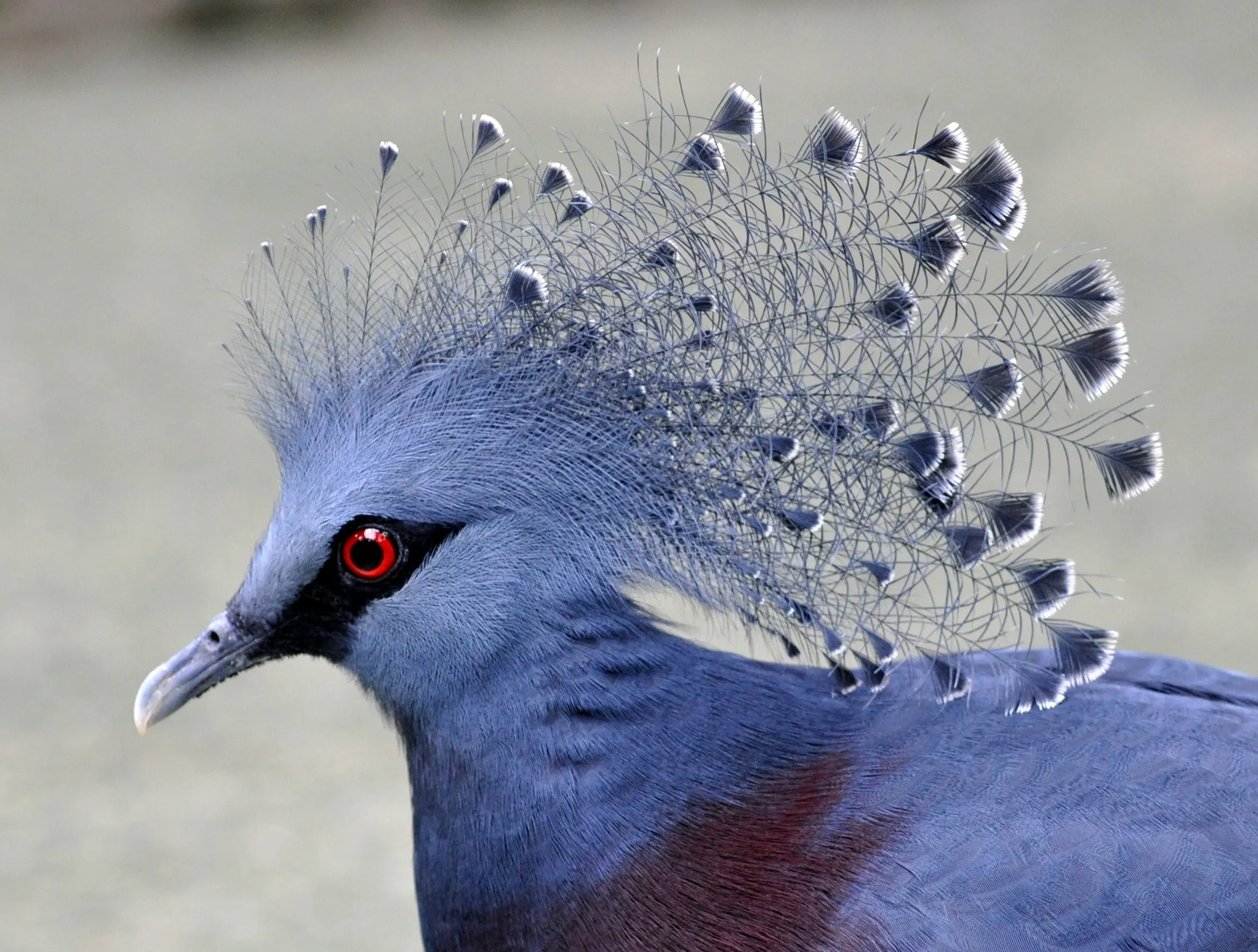 Crowned pigeon