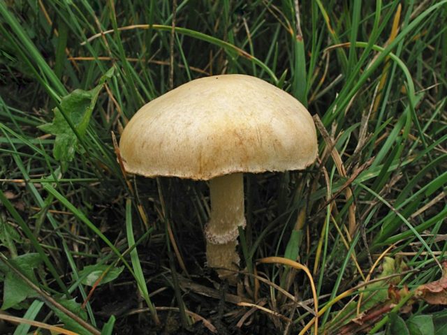 Crowned stropharia (red stropharia): photo and description