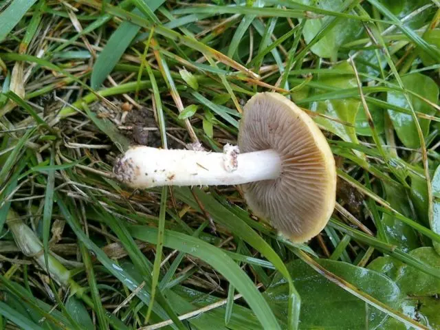 Crowned stropharia (red stropharia): photo and description