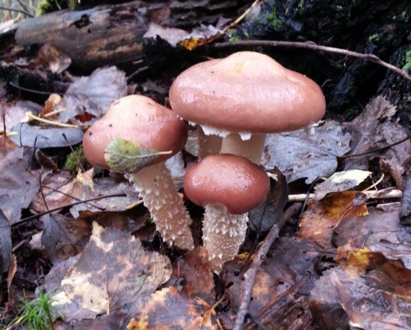 Crowned stropharia (red stropharia): photo and description