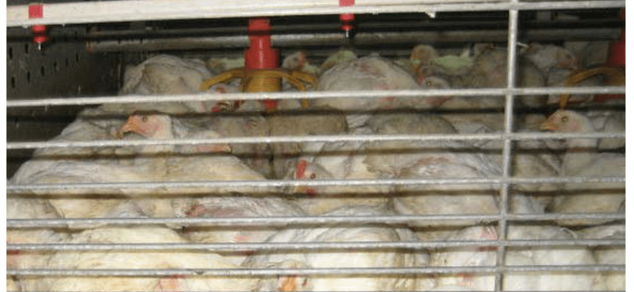 Crow&#8217;s cage &#8211; causes of formation. Corrective exercises on the chicken cage