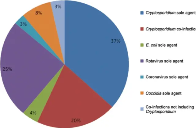 Cryptosporidiosis in young cattle: symptoms, how to treat