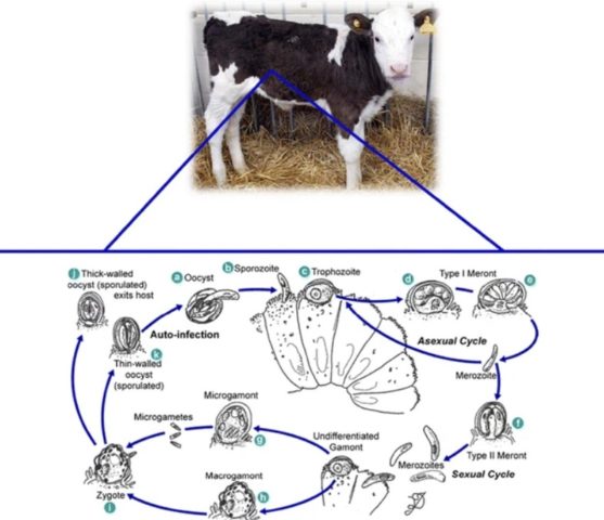 Cryptosporidiosis in young cattle: symptoms, how to treat