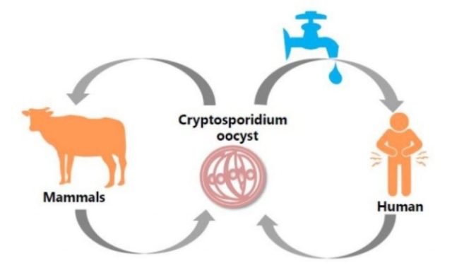 Cryptosporidiosis in young cattle: symptoms, how to treat