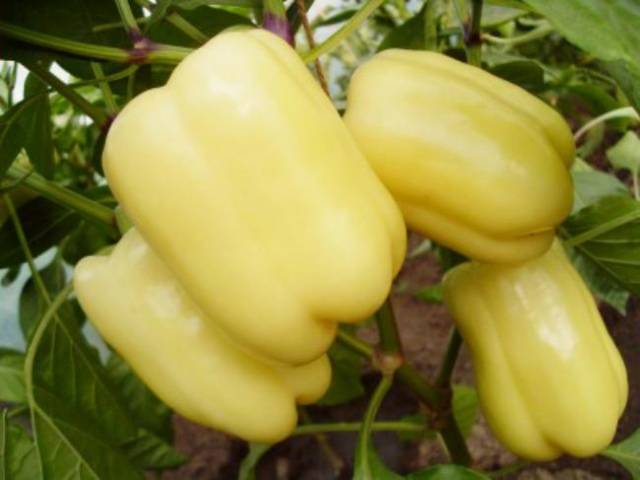 Cuboid varieties of pepper