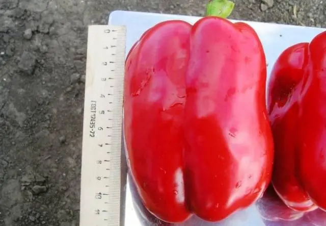 Cuboid varieties of pepper