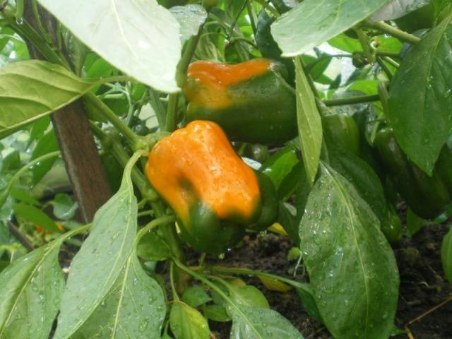 Cuboid varieties of pepper