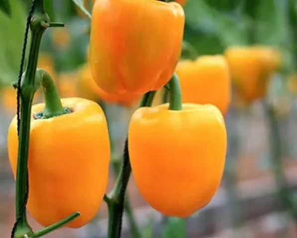 Cuboid varieties of pepper