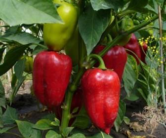 Cuboid varieties of pepper