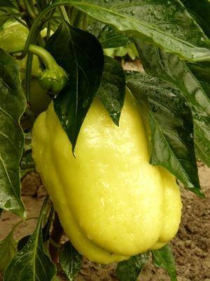 Cuboid varieties of pepper