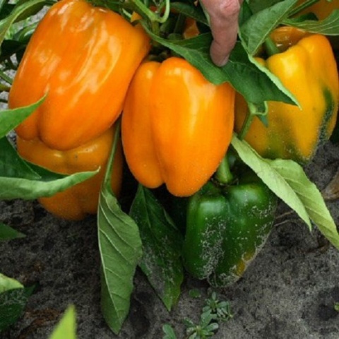 Cuboid varieties of pepper