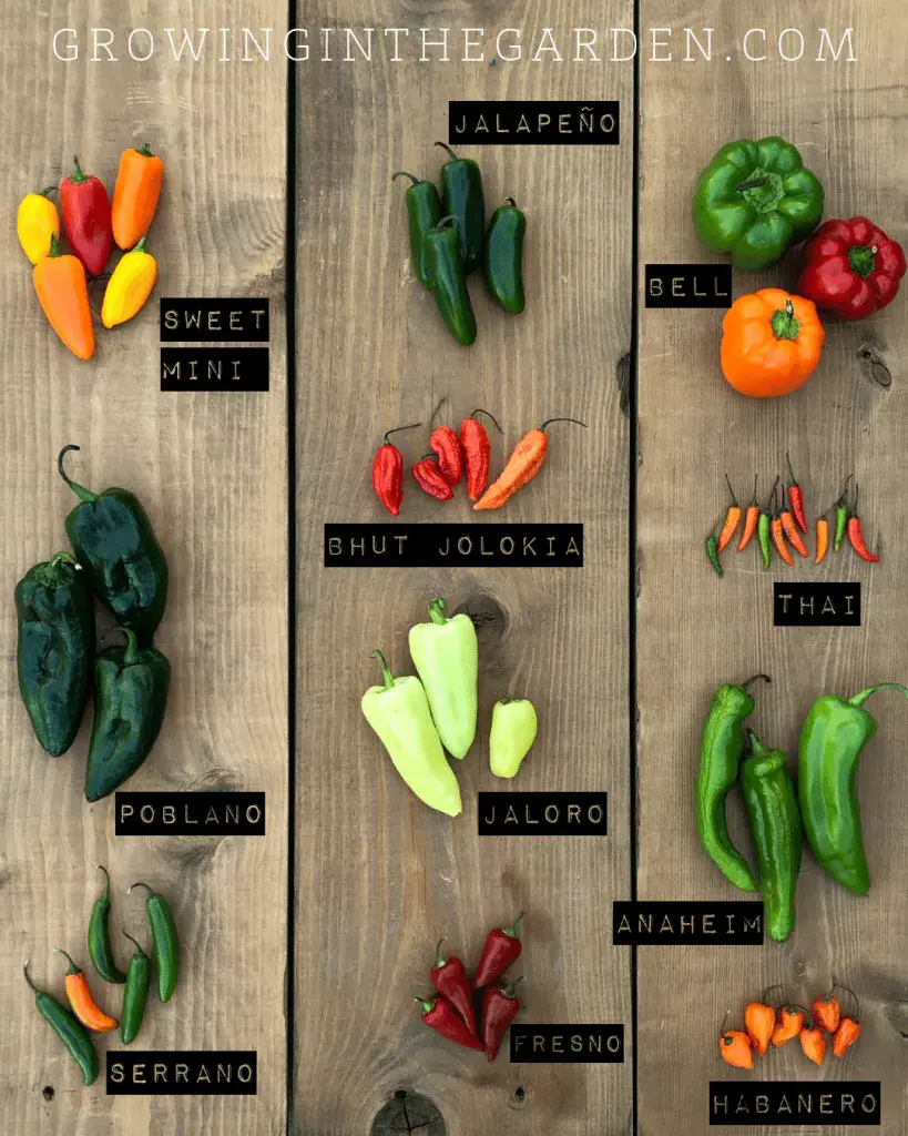 Cuboid varieties of pepper