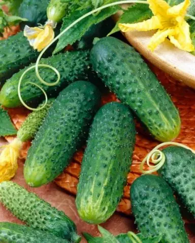 Cucumber Abundant