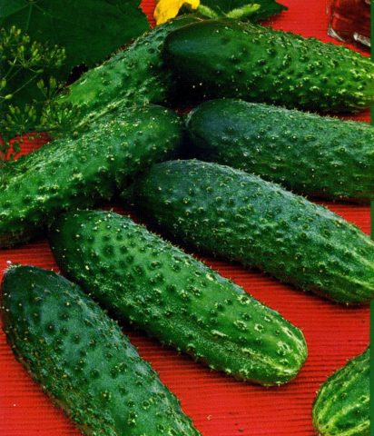 Cucumber Abundant