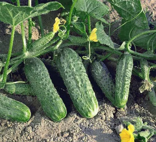 Cucumber Abundant