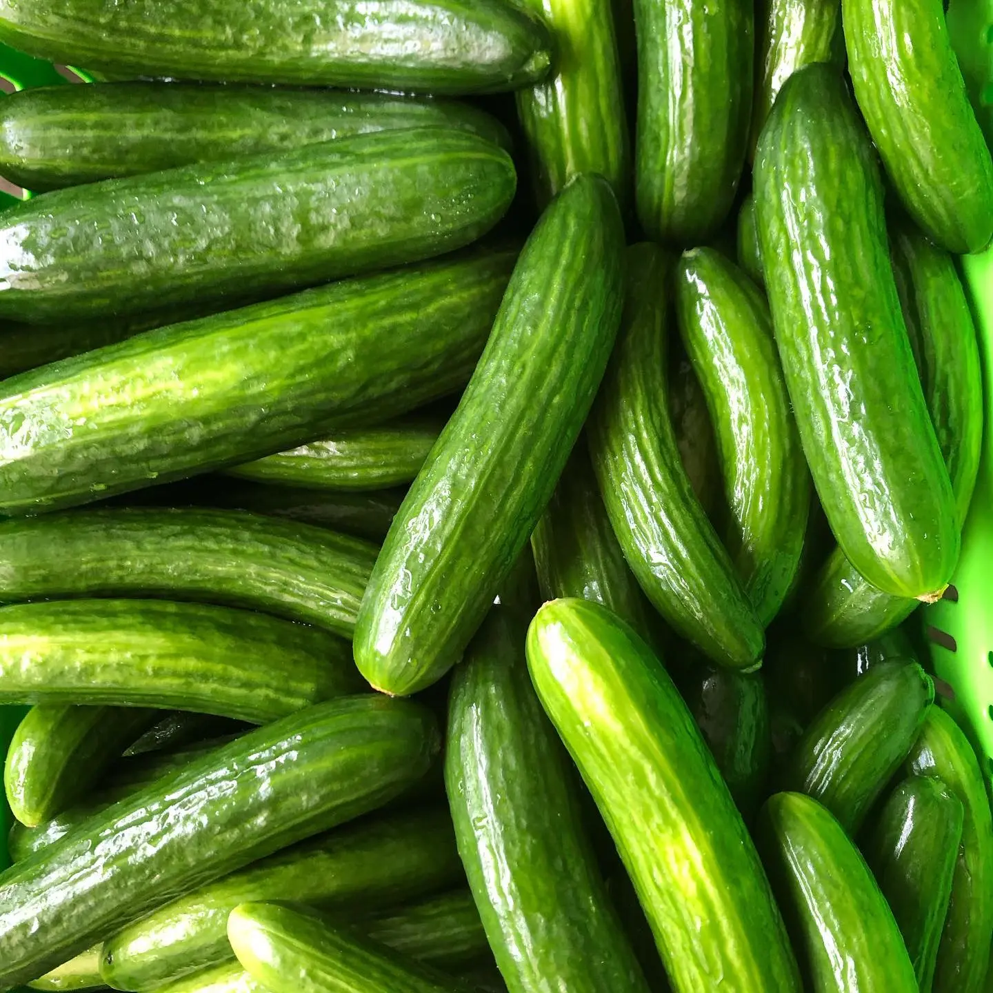 Cucumber Abundant