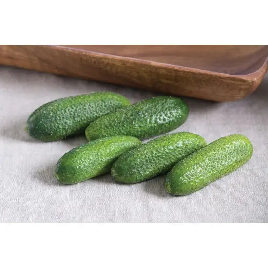 Cucumber Adam F1: description, reviews