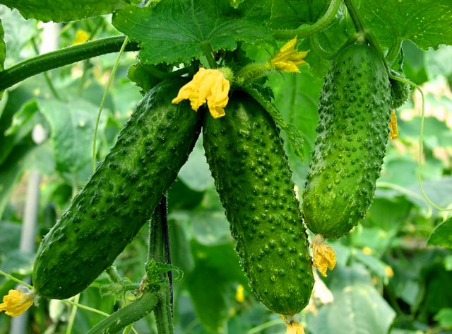 Cucumber Amur F1: characteristics and description of the variety