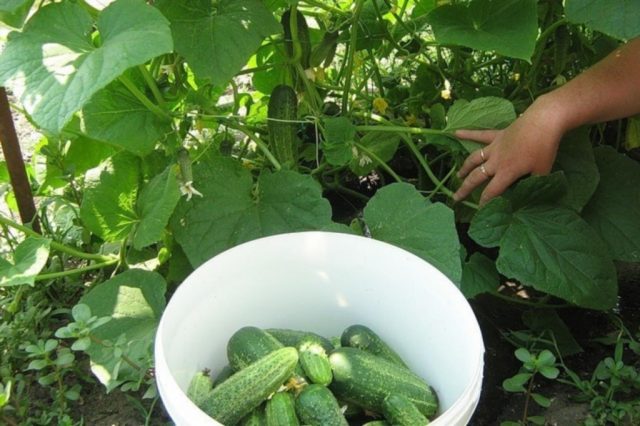 Cucumber Amur F1: characteristics and description of the variety