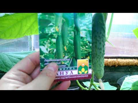 Cucumber Amur F1: characteristics and description of the variety