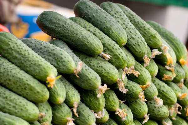 Cucumber Amur F1: characteristics and description of the variety