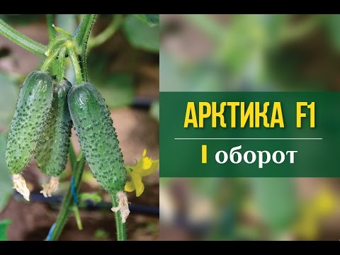 Cucumber Arktika F1 (Arena F1): description, reviews