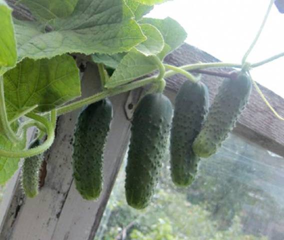 Cucumber Artist F1