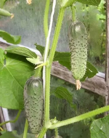 Cucumber Artist F1