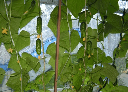 Cucumber Balcony Miracle F1