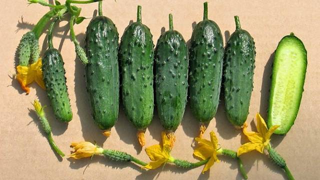 Cucumber Balcony Miracle F1