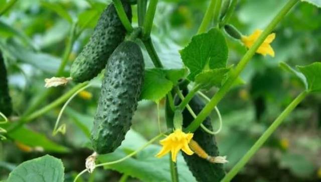 Cucumber Balcony Miracle F1