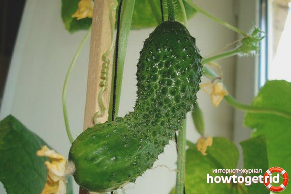 Cucumber Balcony Miracle F1