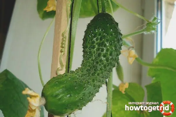 Cucumber Balcony Miracle F1