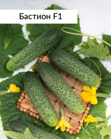 Cucumber Bastion