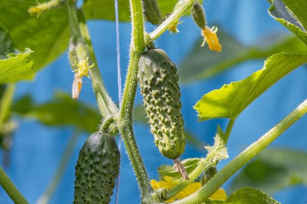 Cucumber Bastion